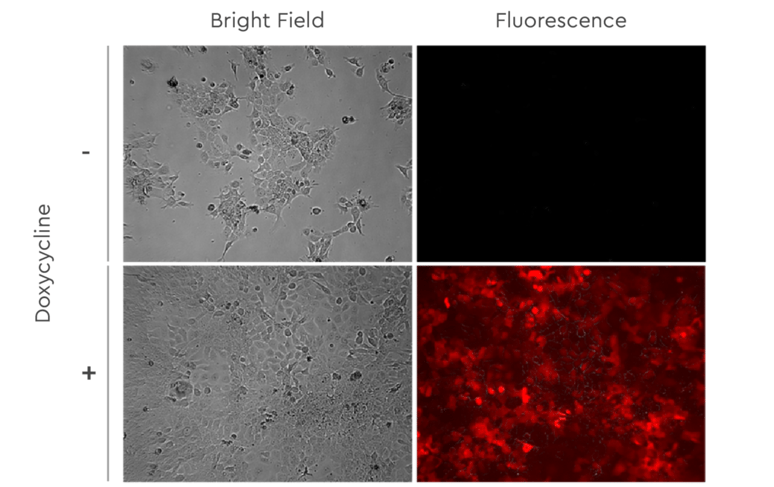 Fluorescence imaging of Tet-On expression system